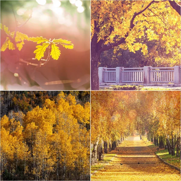Collage d'autunno — Foto Stock