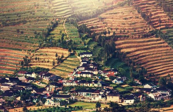 Fält i Indonesien — Stockfoto