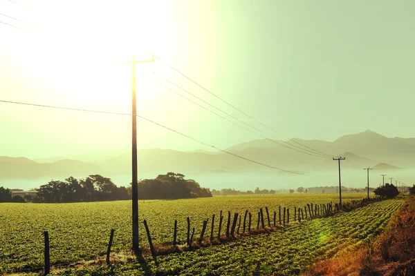 CAMPOS AGRÍCOLAS — Foto de Stock