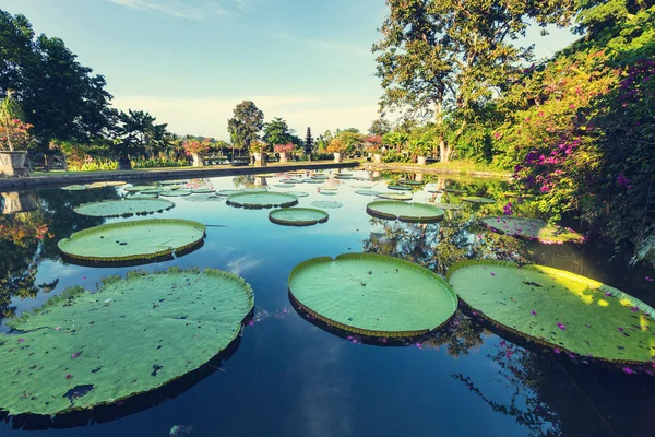 Lotus Garden — Stok fotoğraf