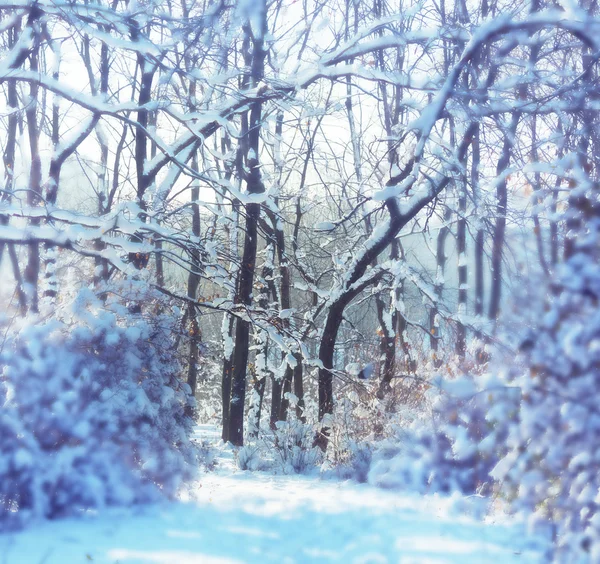 Kışın park — Stok fotoğraf