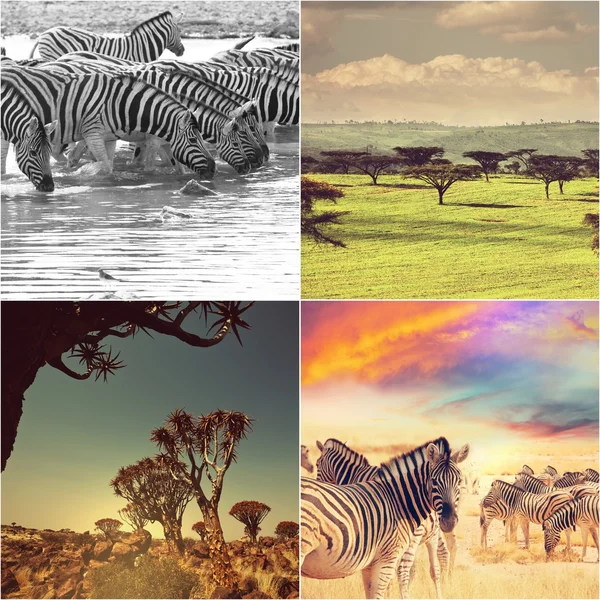 Safari africano — Foto Stock