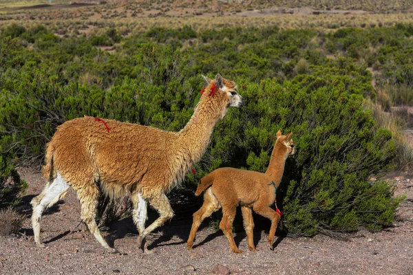 Zwei Lamas — Stockfoto