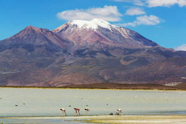 Montagnes en la Bolivie — Photo