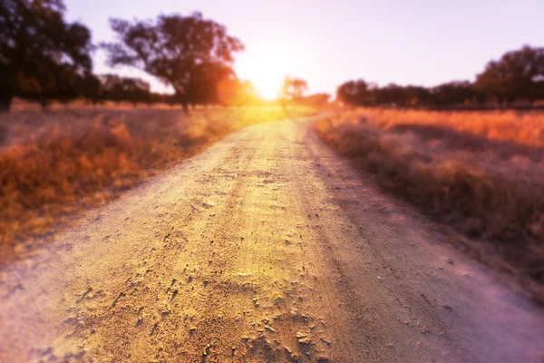 Weg in veld — Stockfoto