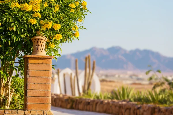 Jardín con flores — Foto de Stock