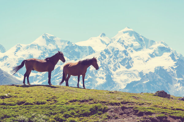 Horses in mountains