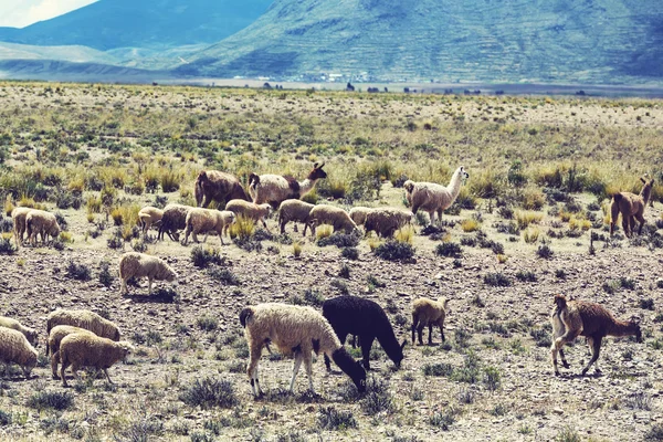 Llamas herd — Stock Photo, Image