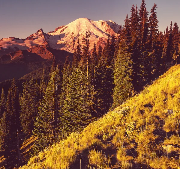 Mt.Rainier — Stockfoto