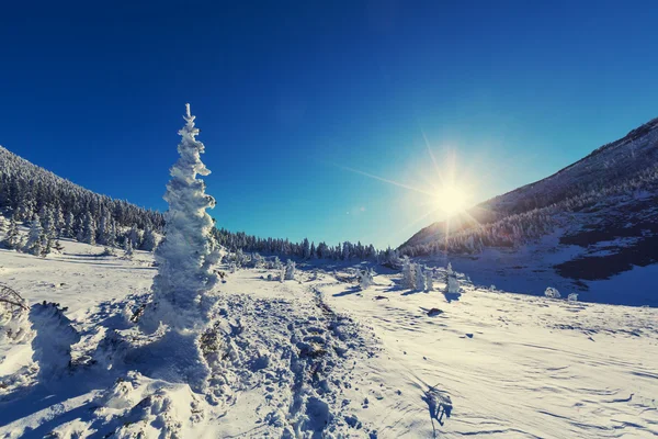 Winter in Bergen — Stockfoto