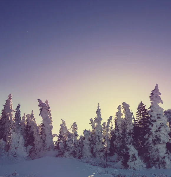 Inverno in montagna — Foto Stock