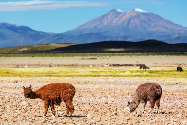 Lama's in Bolivia — Stockfoto