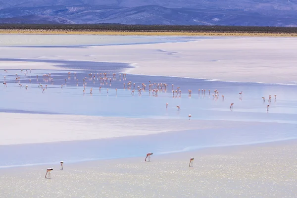 Flamingos in Bolivia — Stock Photo, Image