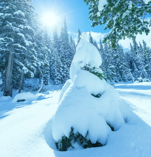 Vinterskog – stockfoto