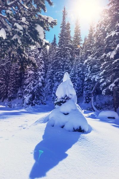 Frozen tree — Stock Photo, Image