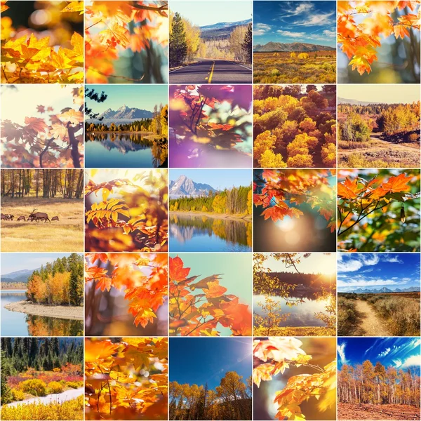 Autumn collage — Stock Photo, Image