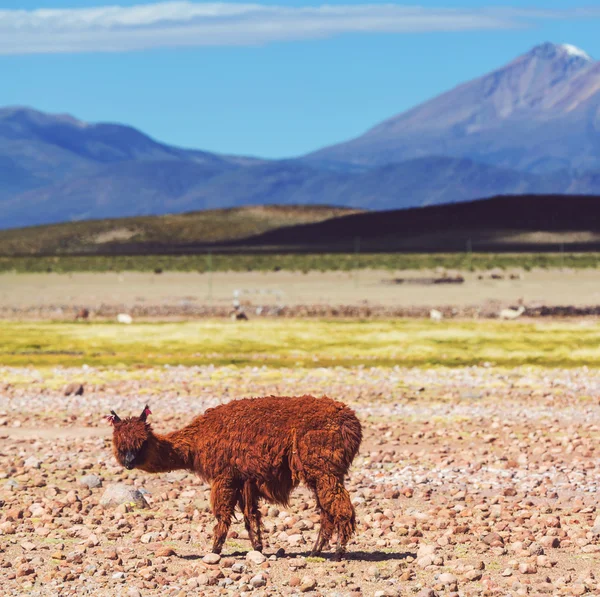 Lama v Bolívii — Stock fotografie