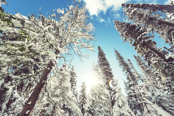 Vinterskog — Stockfoto