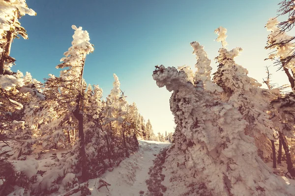 Inverno in montagna — Foto Stock