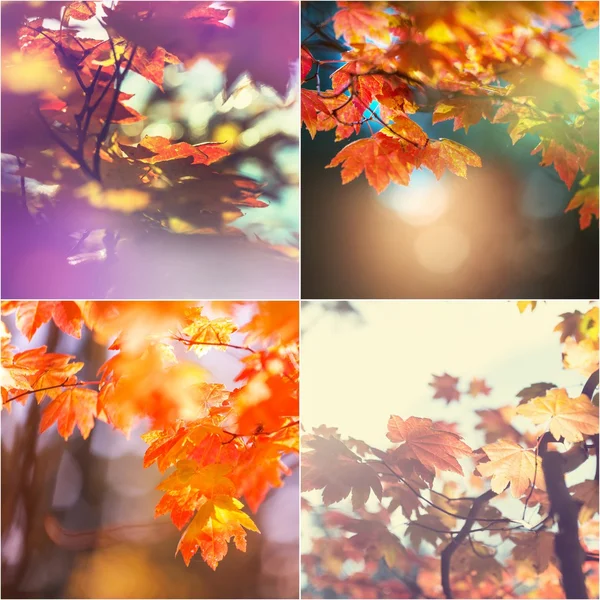 Herfst collage — Stockfoto