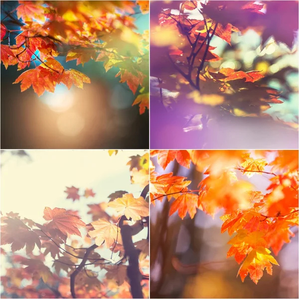 Autumn collage — Stock Photo, Image