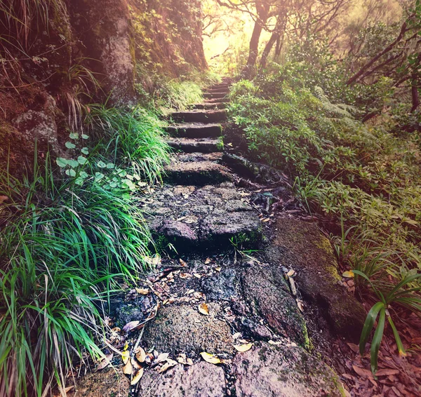 Path in Madeira — Stock Photo, Image