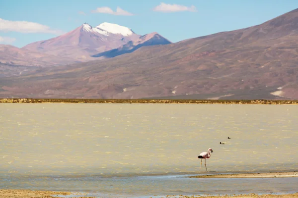 Góry w Boliwii — Zdjęcie stockowe
