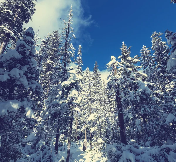 Bosque de invierno —  Fotos de Stock