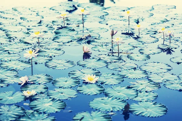 Flores de lótus — Fotografia de Stock