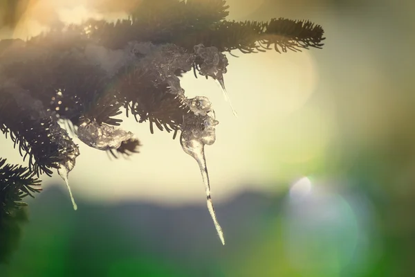 Frozen tree — Stock Photo, Image