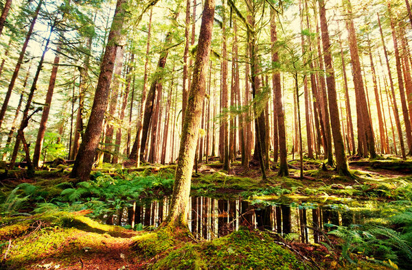 Зеленый лес
