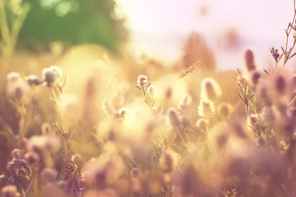 Słoneczna łąka — Zdjęcie stockowe
