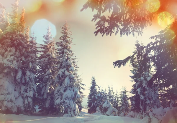 Winter forest — Stock Photo, Image