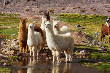Llamas sürüden Arjantin'deki