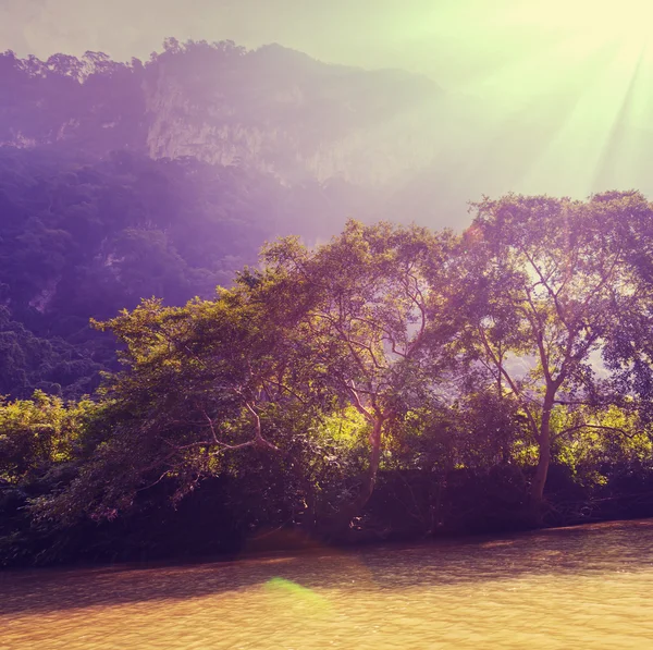 Selva tropical no México — Fotografia de Stock