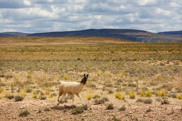 美洲驼放牧在玻利维亚 — 图库照片