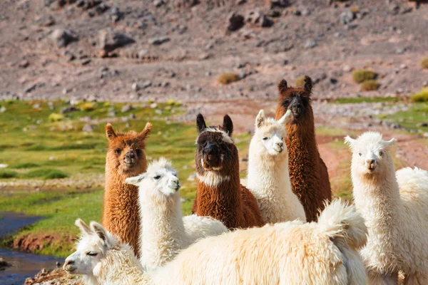 Manada de lamas na Argentina — Fotografia de Stock