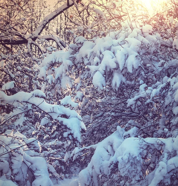 Talvi luminen metsä — kuvapankkivalokuva