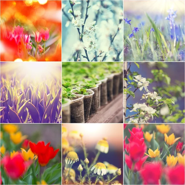 Collage von Frühlingsblumen — Stockfoto