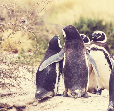 Magellanic Penguins in wild nature clipart