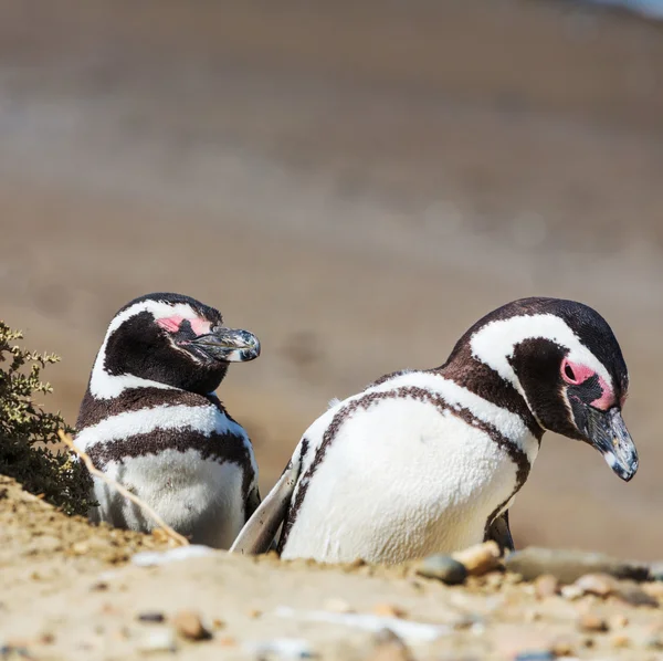 Vahşi doğadaki Macellan penguenleri — Stok fotoğraf