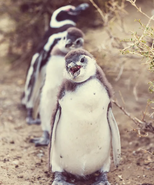 Pinguini magellanici in natura selvaggia — Foto Stock