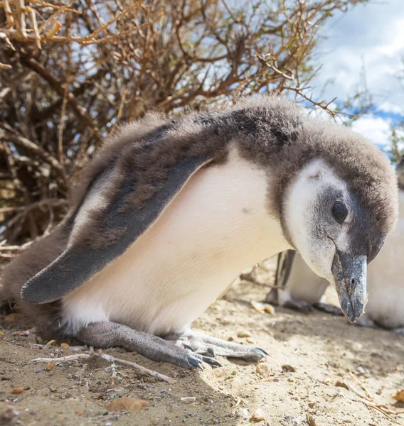 Magellán-pingvin, a vad természet — Stock Fotó