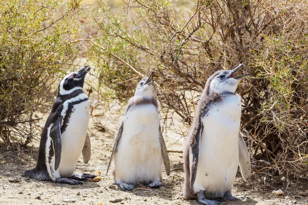 野生の自然界のマゼランペンギン — ストック写真