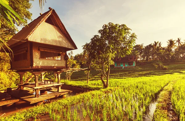 Rice terrace in Indonesia — Stock Photo, Image