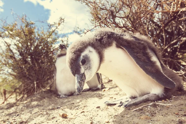 Macellan pengueni Patagonya ' — Stok fotoğraf