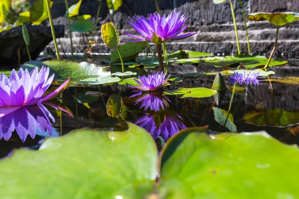 Violette Lotusblüten — Stockfoto