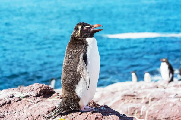 Pingüinos magallánicos en la Patagonia —  Fotos de Stock