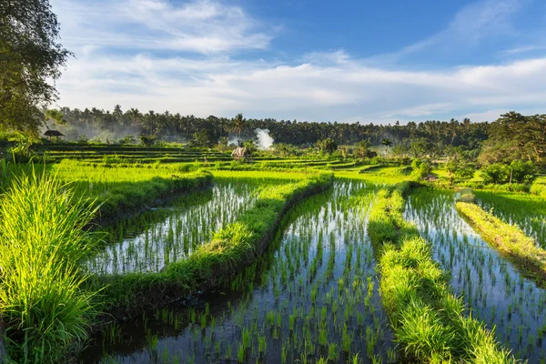 Зелені рисові тераси — стокове фото