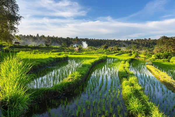 Grüne Reisterrasse — Stockfoto